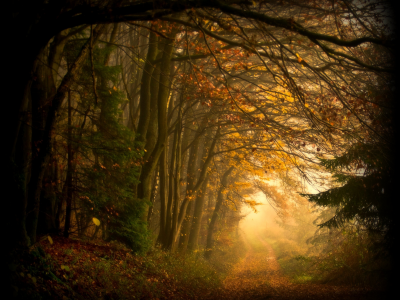 дорога, осень, природа, лес