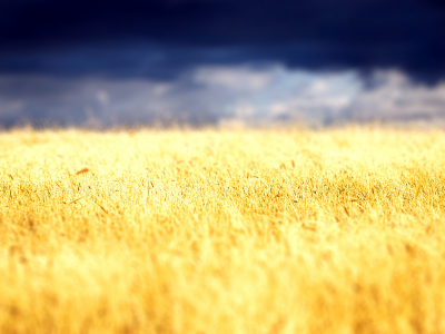 облака, clouds, field, пшеница, небо, nature, пейзаж, landscape, wheat, растение, 2560x1600, природа, поле, колоски, sky, plant