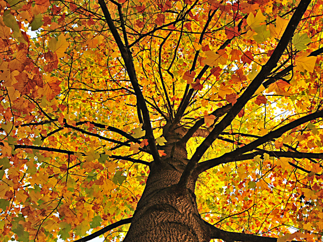 дерево, осень, листва, природа