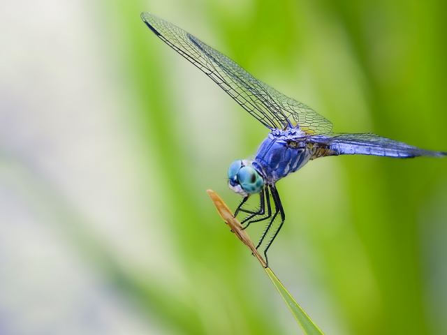 синий, макро, природа, живое, глаза, крылья, зеленый фон, листья, насекомое, стрекоза