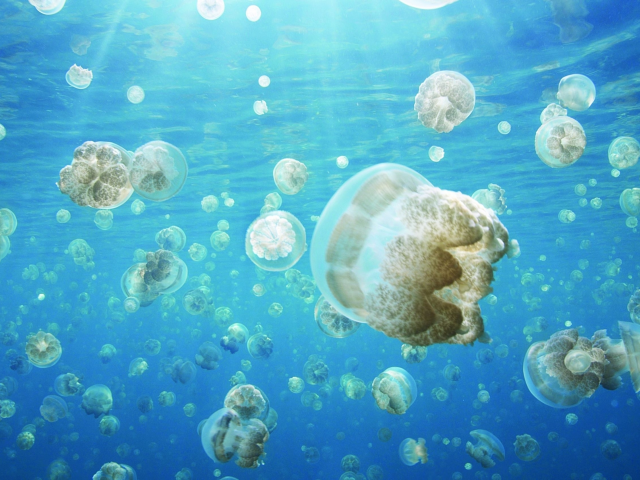 океан, свет, медузы