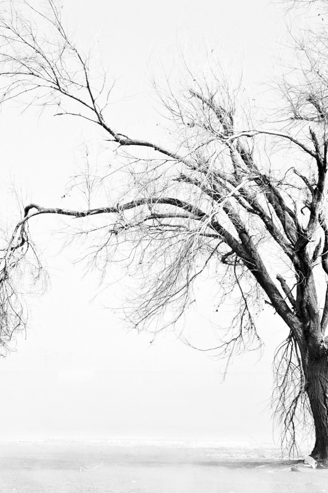 дерево, одинокое, увядшее