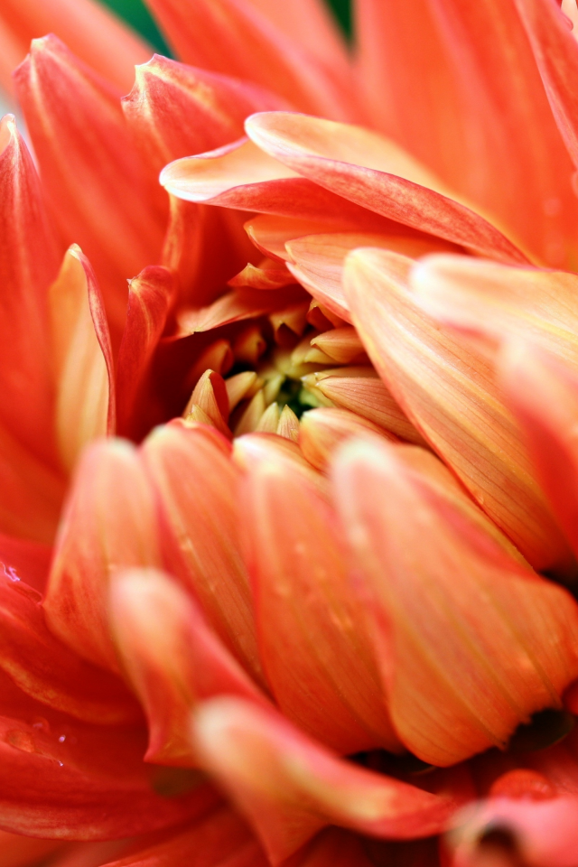 фотография, цветок, лепестки, оранжевый, оранжевая страсть
