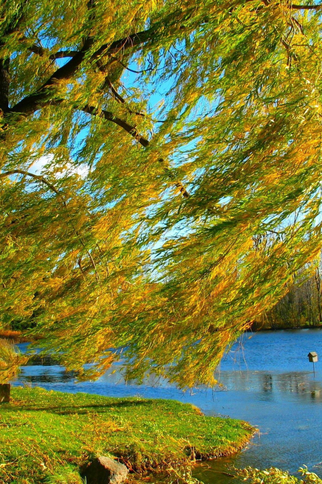 дерево, берег, природа, ива, осень, озеро