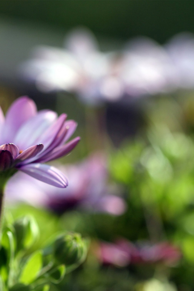 блики, розкрытый, фиолетовый, цветок
