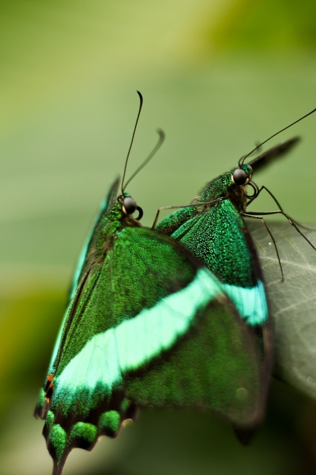 macro, бабочки, leaf, макро, insects, nature, 1920x1272, природа, butterflies, листок, насекомые