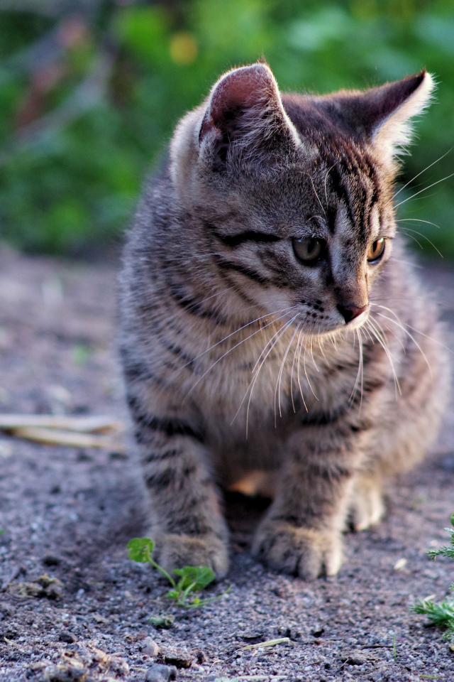 Кошки, котята