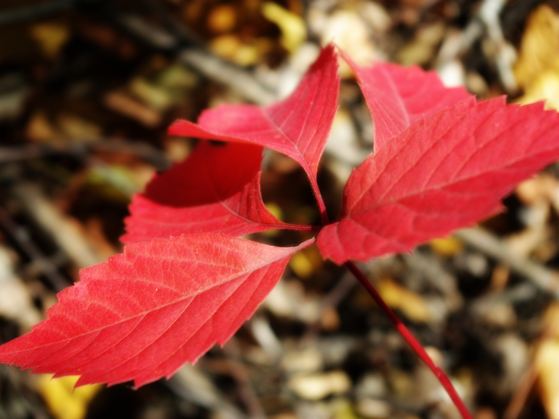 осень, макро, красный, листок