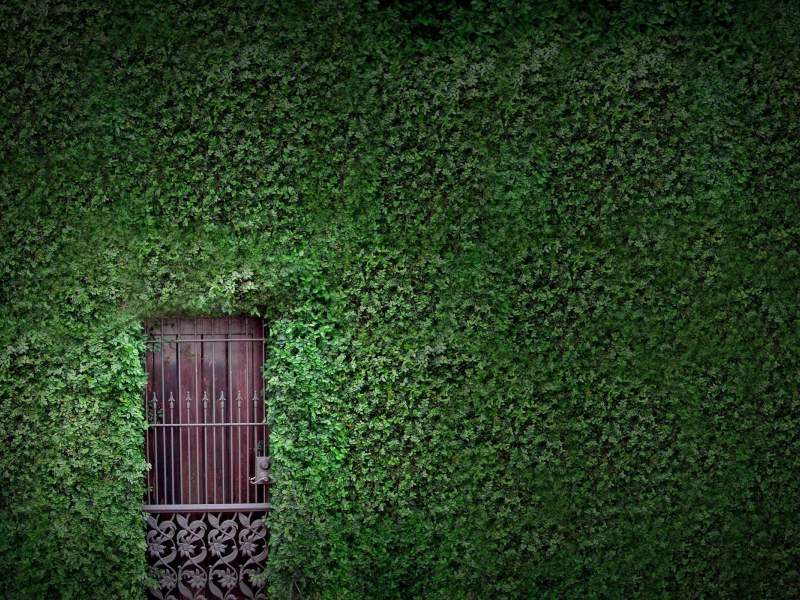 зелень, растения, листья, стена, дверь, листва