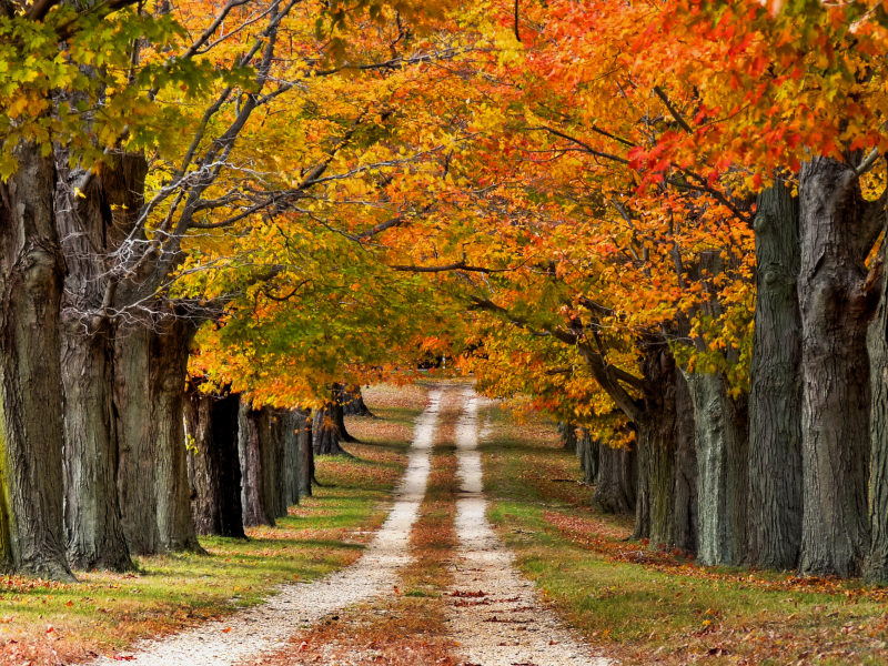 деревья, дорога, природа, цветные, осень