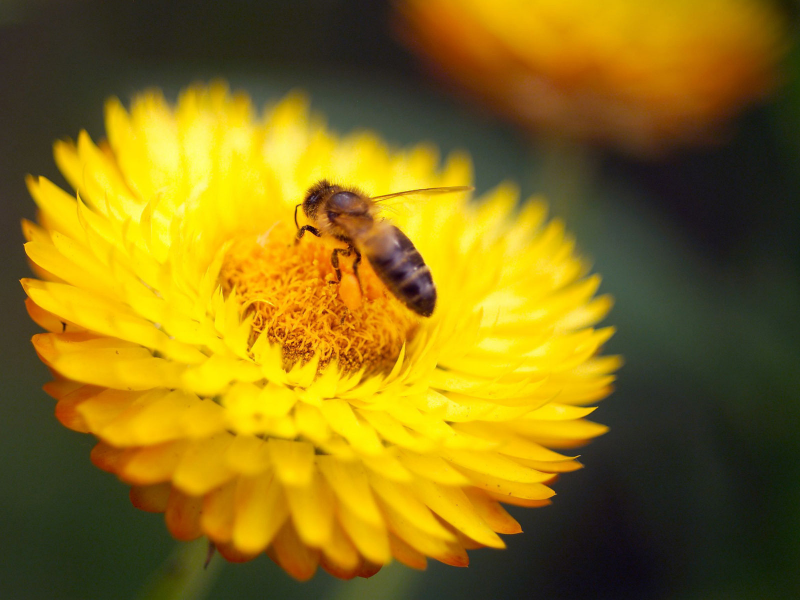 насекомое, жёлтый, цветок, пчела, пыльца