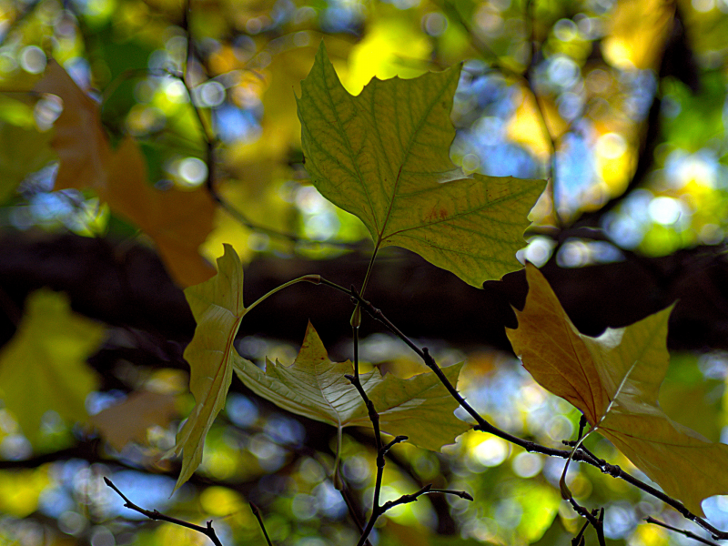 листва, ветки, макро, осень