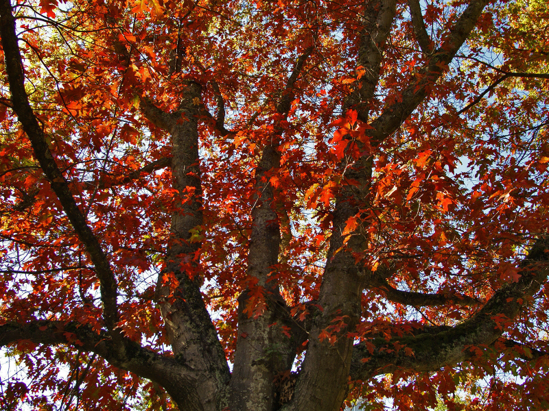 дерево, осень, oakfall, дуб