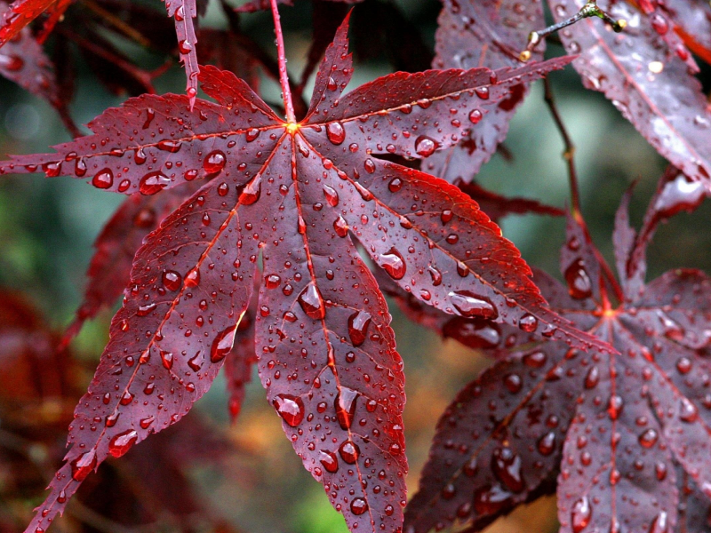 прожилки, капли, осень, красные, листья, дождь