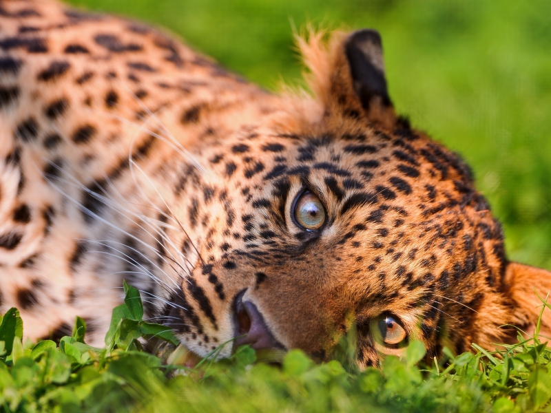 леопард, большая кошка, хищник, трава