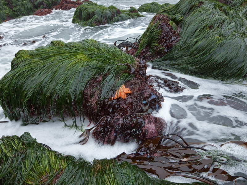 водоросли, камни, море, прибой, пена, морская звезда, трава, море