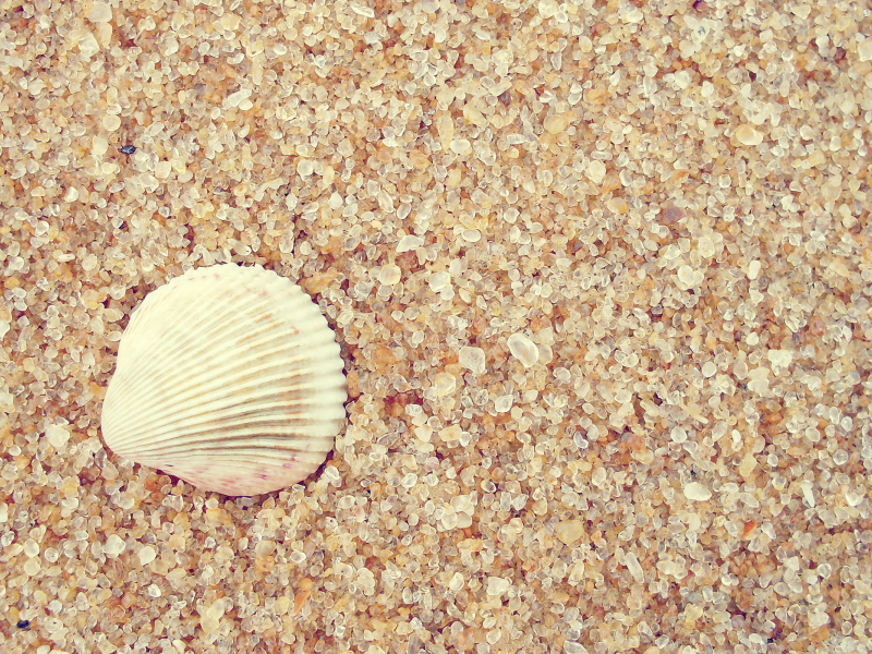 2560x1600, ракушка, sand, shell, macro, макро, песок