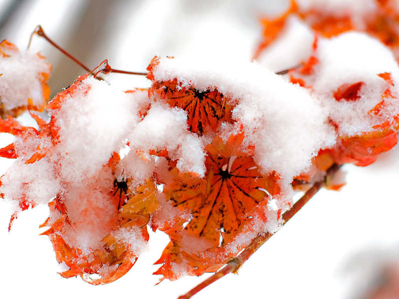 fire and snow, осень, зима, winter, листва