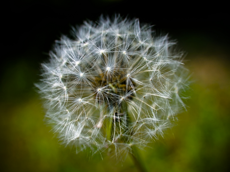 одуванчик, супер макро, dandelion