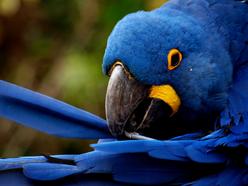 перья, blue feathers, чистит, попугай