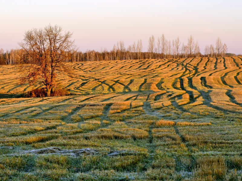 поле, осень, утро