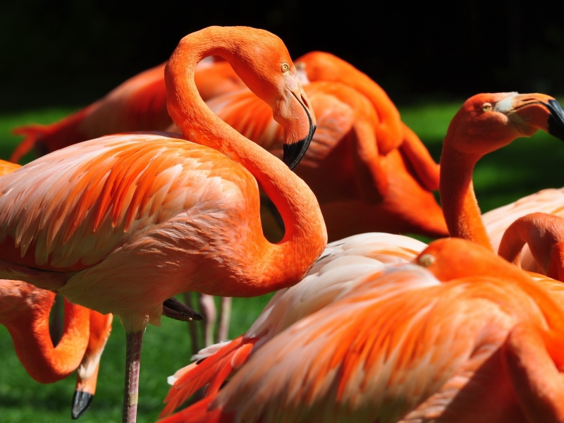 фламинго, птицы, клювы