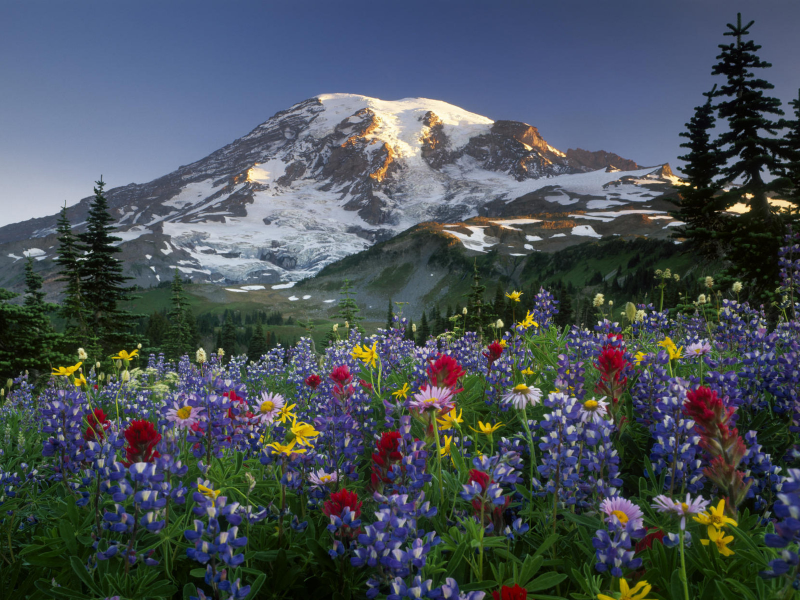 washington, mt rainier np, sunrise, горы, usa, wildflowers