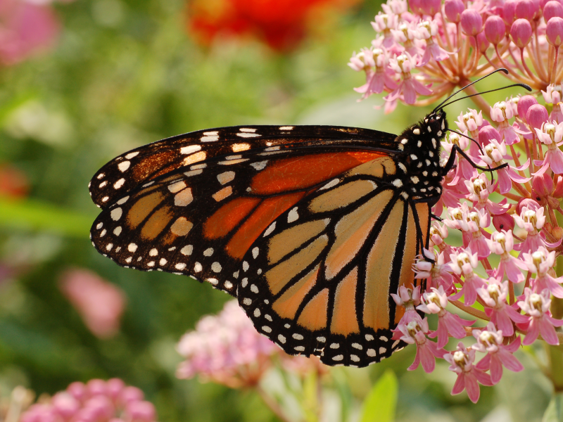 цветы, monarch, бабочка, цветок, лето, butterfly, макро