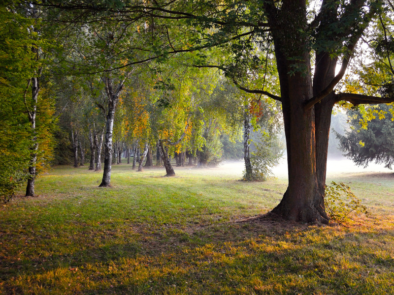 осень, парк, природа