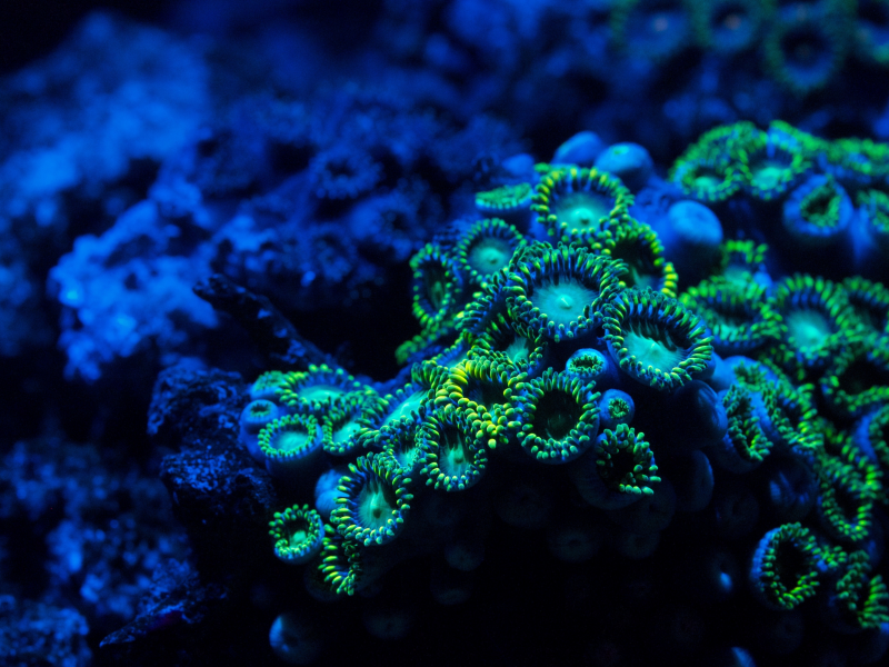 zoa coral, подводный мир, zoanthid