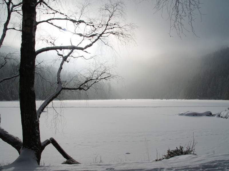 фон, фото, деревья, зимние обои, природа, снег, красивые картинки, красота, зима, пейзажи