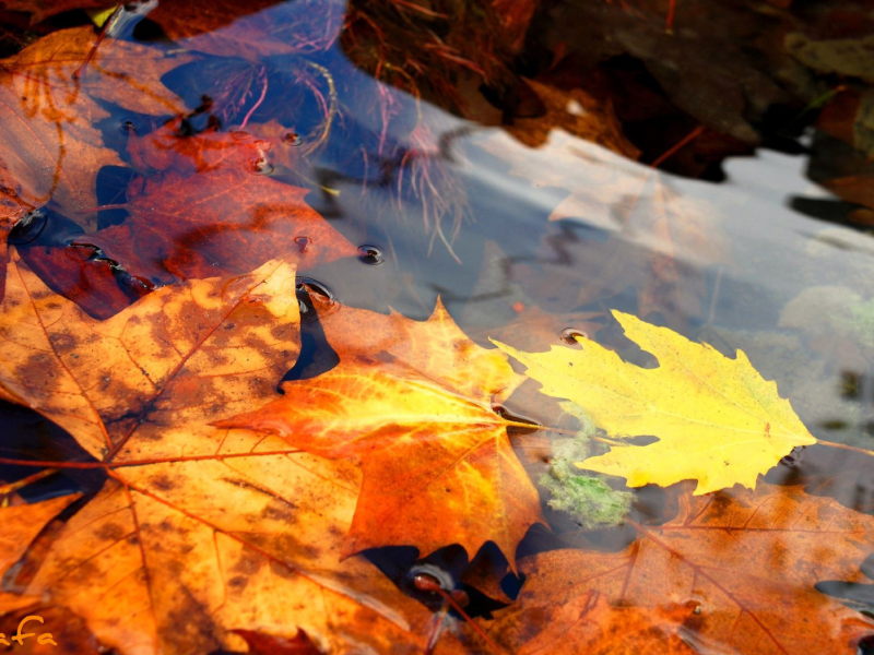 листва, природа, осень, вода