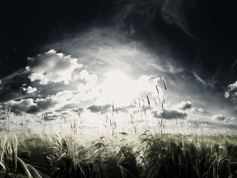 небо, пшеница, поле, облака, злаки