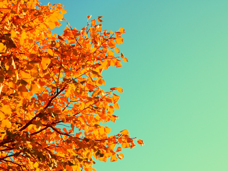 небо, листья, дерево, осень