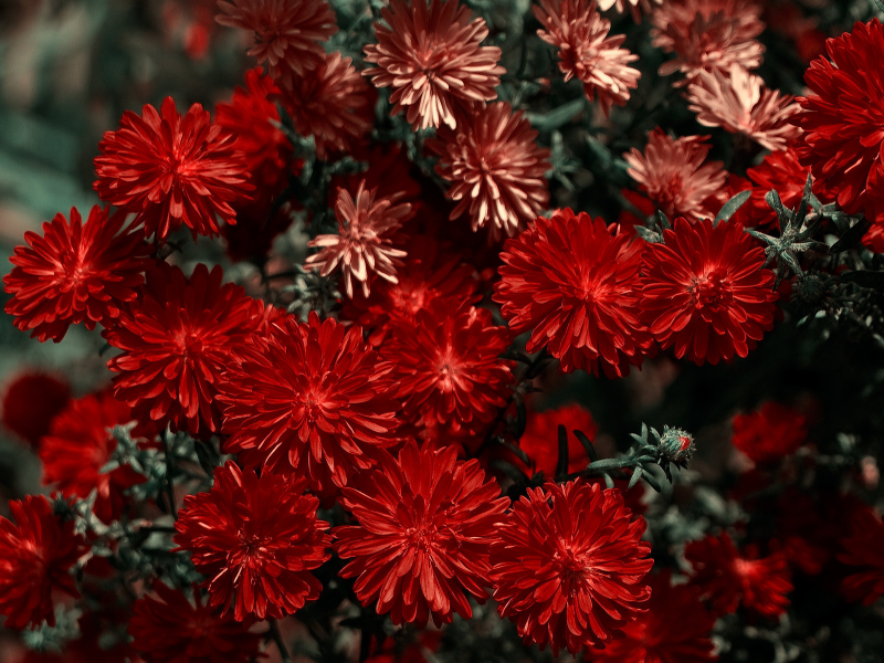 цветы, красный, макро