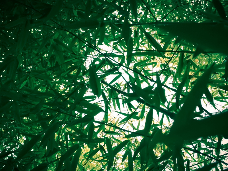 зелень, свет, заросли, природа, nature, бамбук, ветки, листья