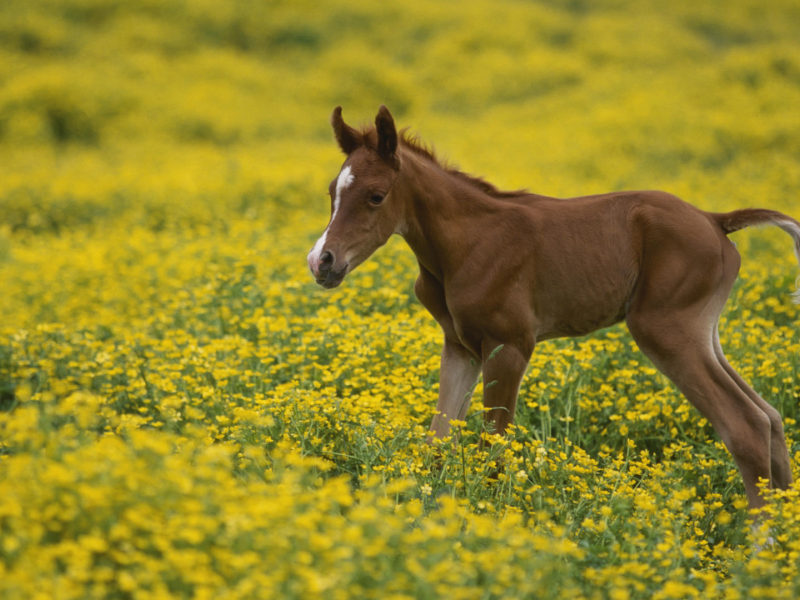 поле, цветы, лошадь, жеребенок