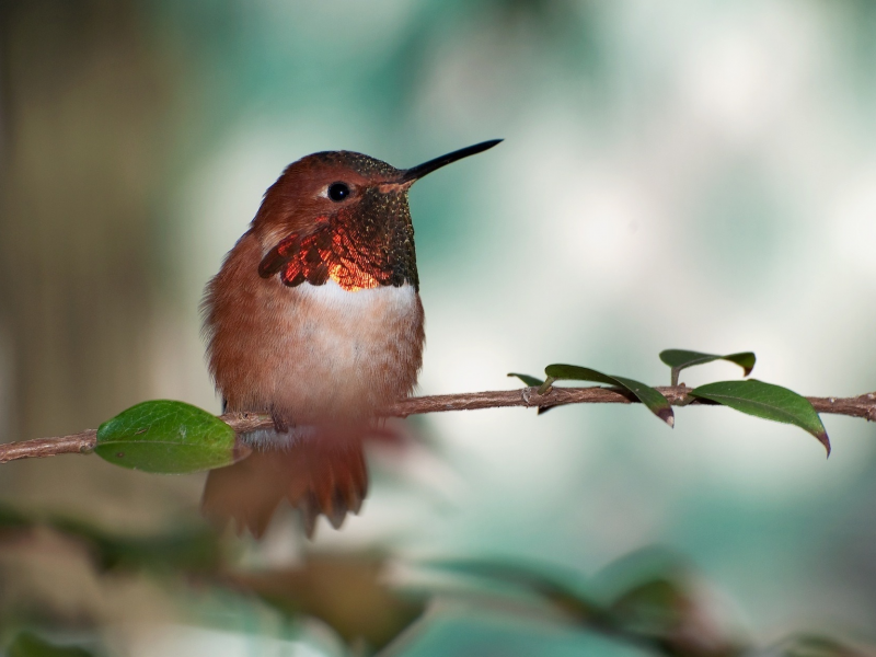 охристый колибри, rufous hummingbird, птичка