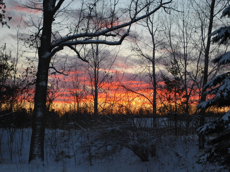 december fire, лес, зима, закат