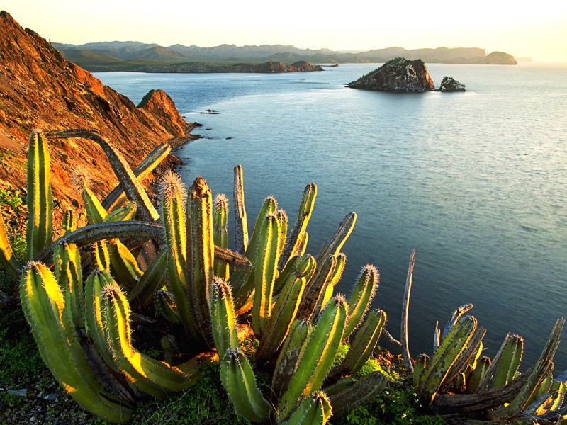 senita cacti, growing, on isla dati