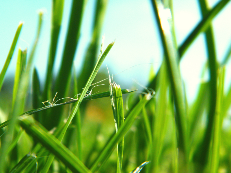 макро фото, зелёный, трава, природа, зелень