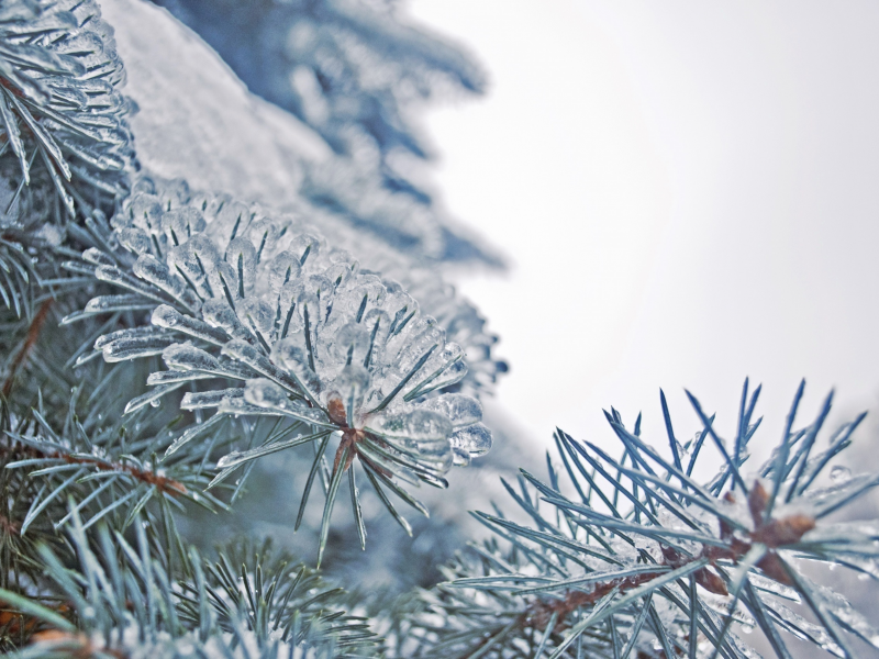 замороженная природа, елки, зима, сосульки