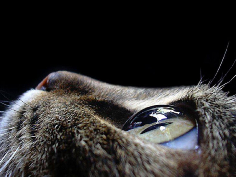 кошка, глаза, усы