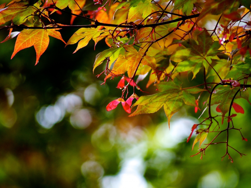 листья, растения, цвета, лес, ветви, фон, природа, клен, осень, капли, яркие, обои