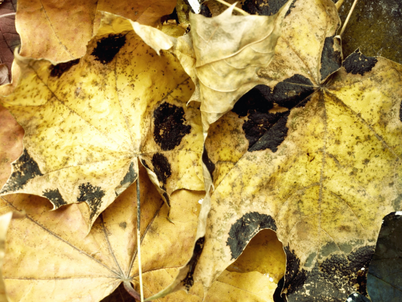 вода, leaves, макро, water, листья, autumn, осень, 1920x1080, macro