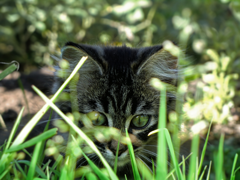 котенок, пушистый, трава