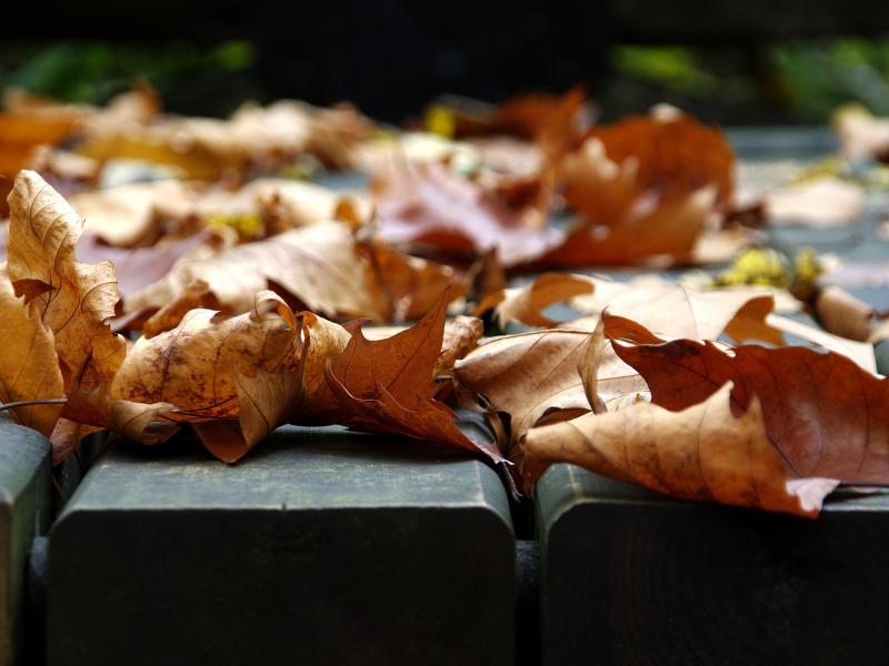листочки, фото, листья, листок, листопад, макро, листки, листва, осеннее настроение, красивые обои, листочек, настроения, осень