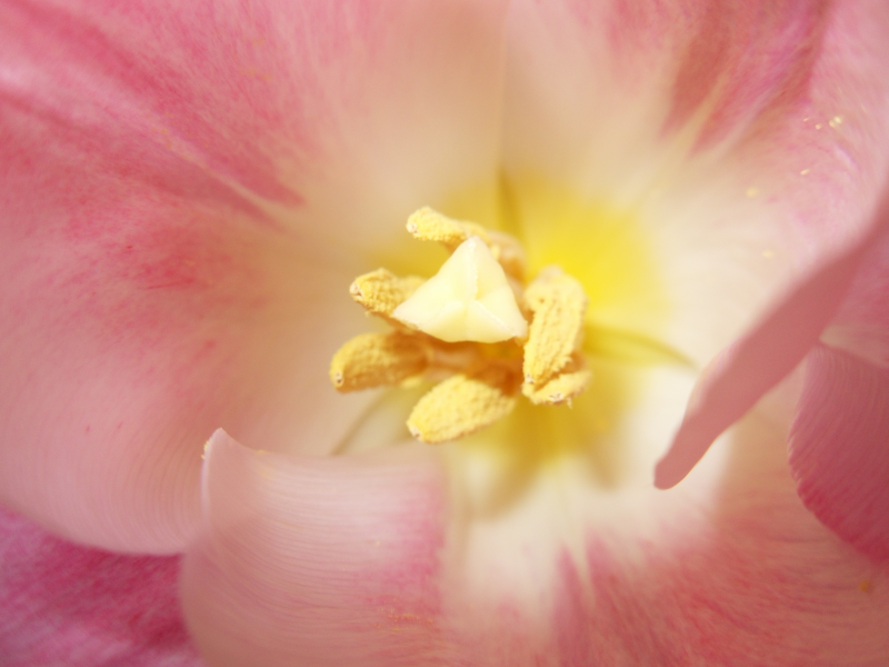розовый, желтый, цветы, тюльпаны, макро, весна