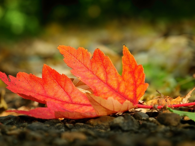 макро, leaf, земля, macro, осень, autumn, красный, опавший, лист