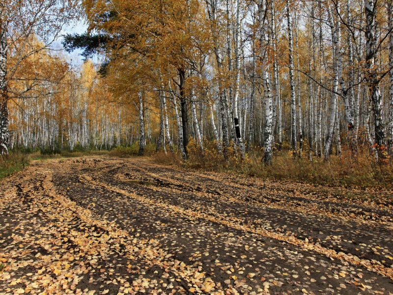 дорога, деревья, осень, лес